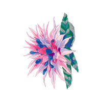 Chrysanthemum Wedding