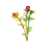 Chrysanthemum Wedding