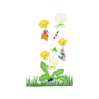 Chrysanthemum Wedding