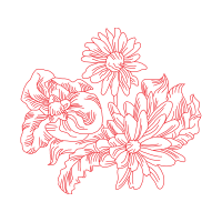 Chrysanthemum Wedding