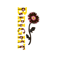 Chrysanthemum Wedding