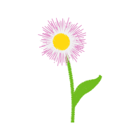 Chrysanthemum Wedding