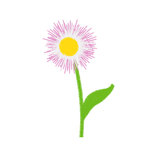 Chrysanthemum Wedding Chrysanthemum Wedding