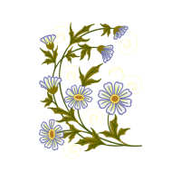 Chrysanthemum Wedding