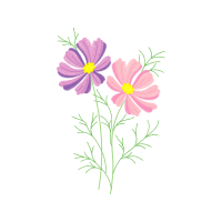 Chrysanthemum Wedding Chrysanthemum Wedding