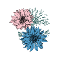 Chrysanthemum Wedding