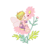 Chrysanthemum Wedding