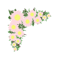 Chrysanthemum Wedding