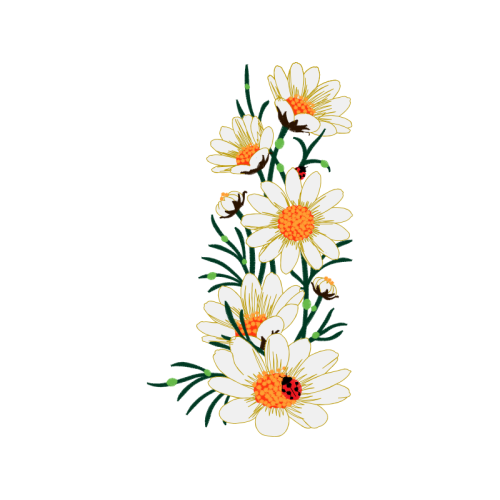 Chrysanthemum Wedding Chrysanthemum Wedding