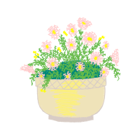 Chrysanthemum Wedding