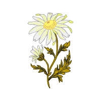 Chrysanthemum Wedding