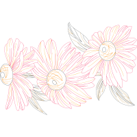 Chrysanthemum Wedding