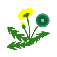 Chrysanthemum Wedding