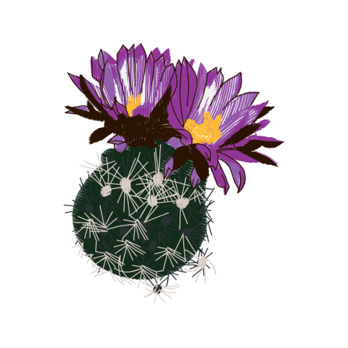 Chrysanthemum Wedding Chrysanthemum Wedding