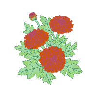 Chrysanthemum Wedding