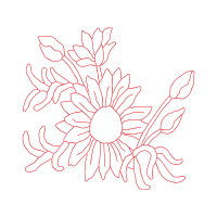 Chrysanthemum Wedding