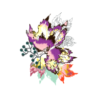 Chrysanthemum Wedding