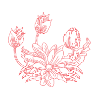 Common Peony Wedding