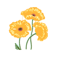 Common Poppy Wedding Common Poppy Wedding