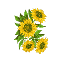 Common Sunflower Wedding