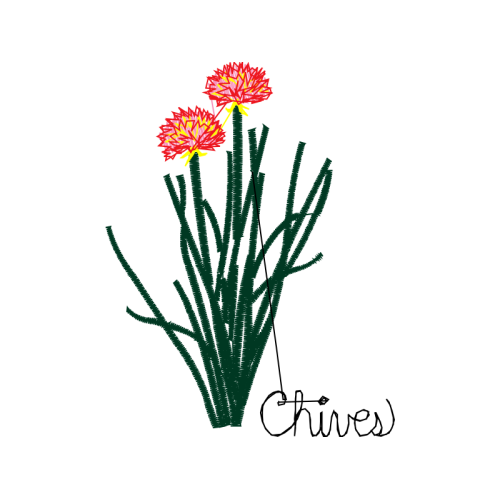 Common Zinnia Wedding Common Zinnia Wedding