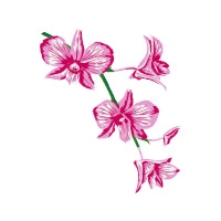 Crinum Wedding Crinum Wedding