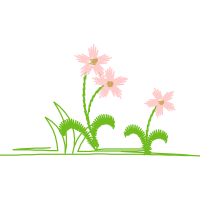 Crinum Wedding Crinum Wedding