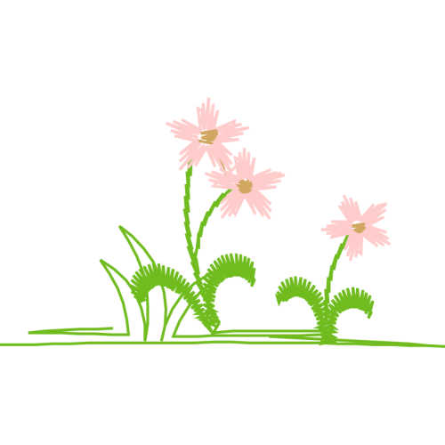 Crinum Wedding Crinum Wedding