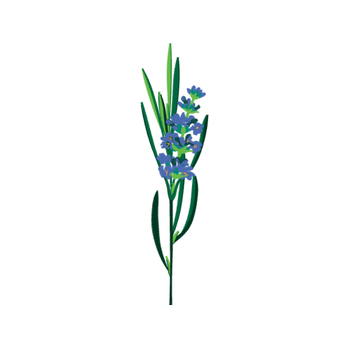 Cut Flowers Wedding Cut Flowers Wedding