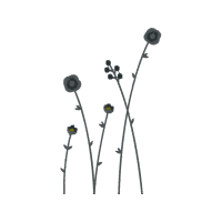 Dandelions Wedding Dandelions Wedding