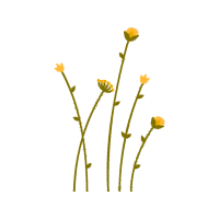 Dandelions Wedding Dandelions Wedding