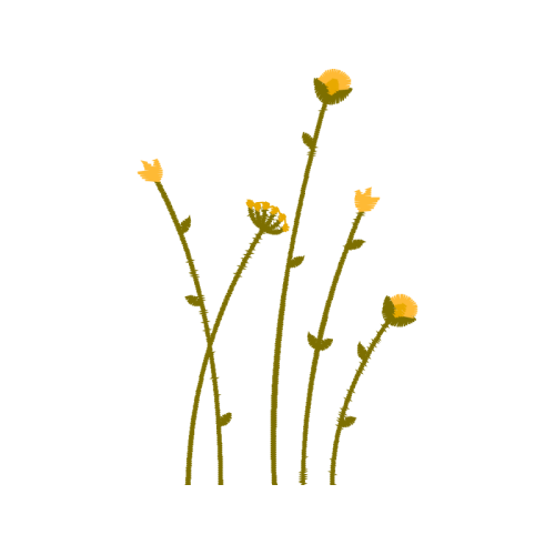 Dandelions Wedding Dandelions Wedding