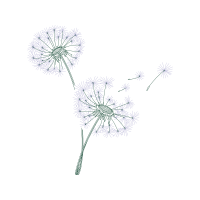 Dandelions Wedding Dandelions Wedding