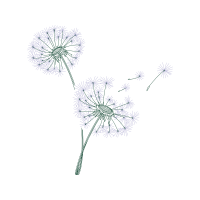 Dandelions Wedding Dandelions Wedding