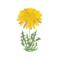 Dandelions Wedding Dandelions Wedding