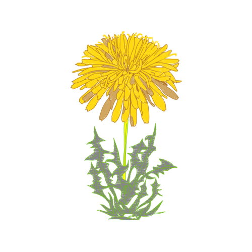 Dandelions Wedding Dandelions Wedding