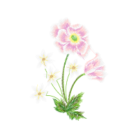 Dandelions Wedding Dandelions Wedding