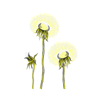 Dandelions Wedding Dandelions Wedding