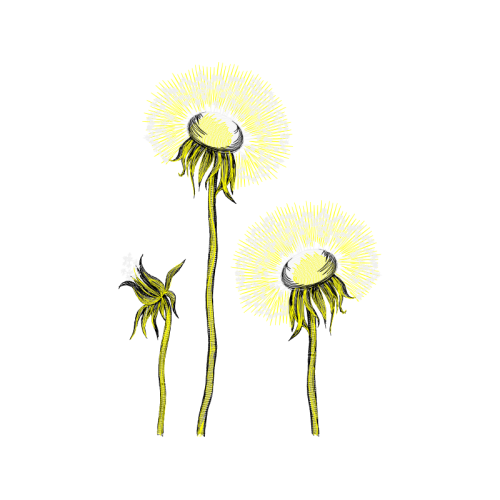 Dandelions Wedding Dandelions Wedding