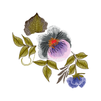 Dendrobium Wedding Dendrobium Wedding