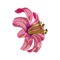 Dendrobium Wedding Dendrobium Wedding