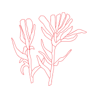 Drawing Wedding Drawing Wedding