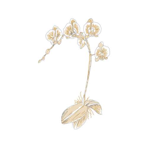 Drawing Wedding Drawing Wedding