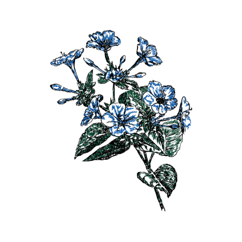 Drawing Wedding Drawing Wedding