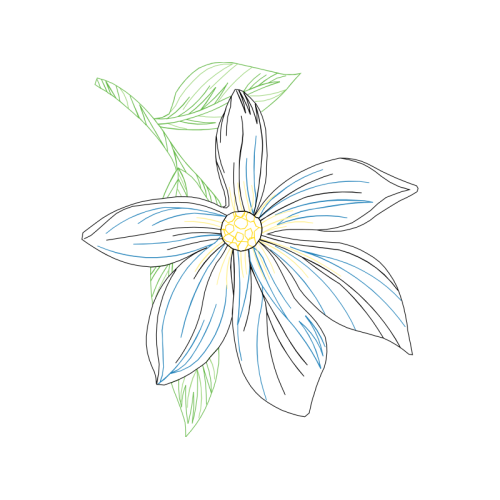 Drawing Wedding Drawing Wedding