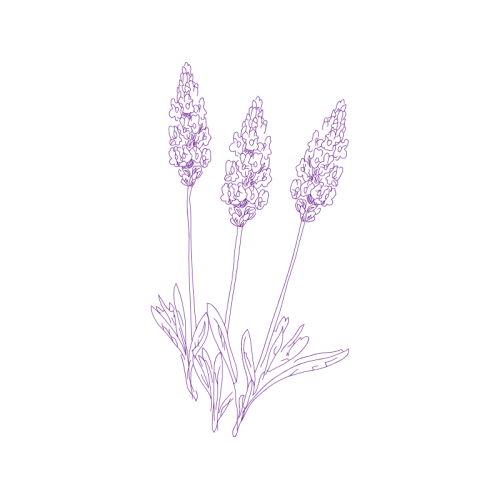 Drawing Wedding Drawing Wedding