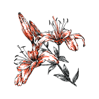 Drawing Wedding Drawing Wedding