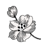 Drawing Wedding Drawing Wedding