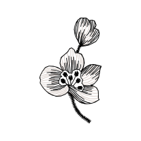 Drawing Wedding Drawing Wedding