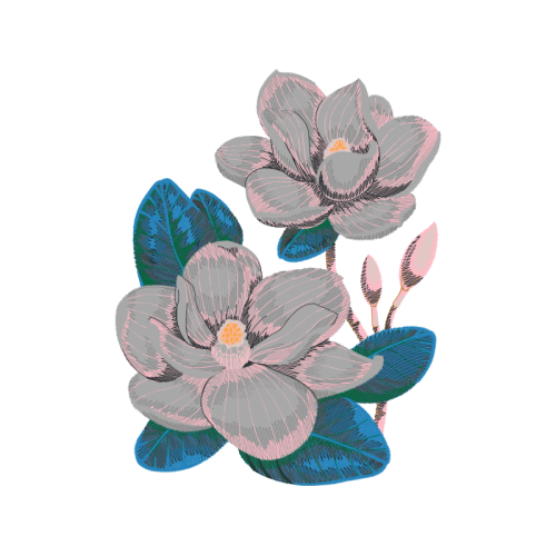 Echeveria Wedding Echeveria Wedding